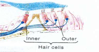 Cross-sectional schematic view of the single row of inner hair cells and the three rows of outer hair cells within the organ of Corti in the cochlea of the human ear.